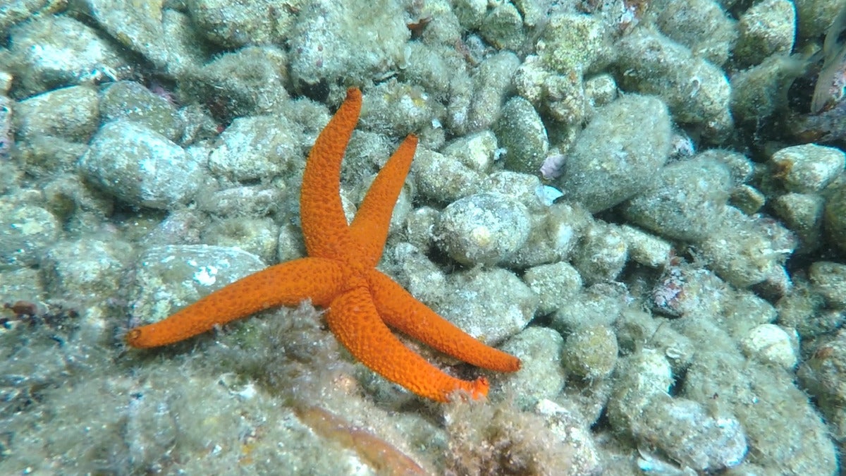 L'étoile de mer, Maya Schweizer