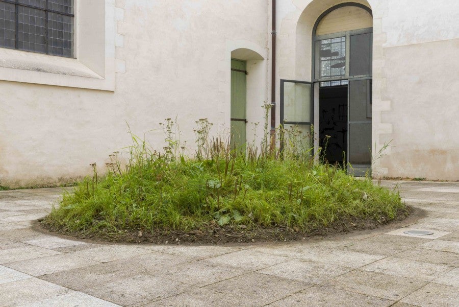 Benoît Piéron, <i>The Great Piece of Turf after Dürer</i>, since 2021. Achillea millefolium – Agrostis stolonifera – Arrhenatherum eliatus – Bellis perennis – Cardamine pratensis - Cynoglossum officinale - Plantago major – Taraxacum officinale. Photo: Benoît Piéron